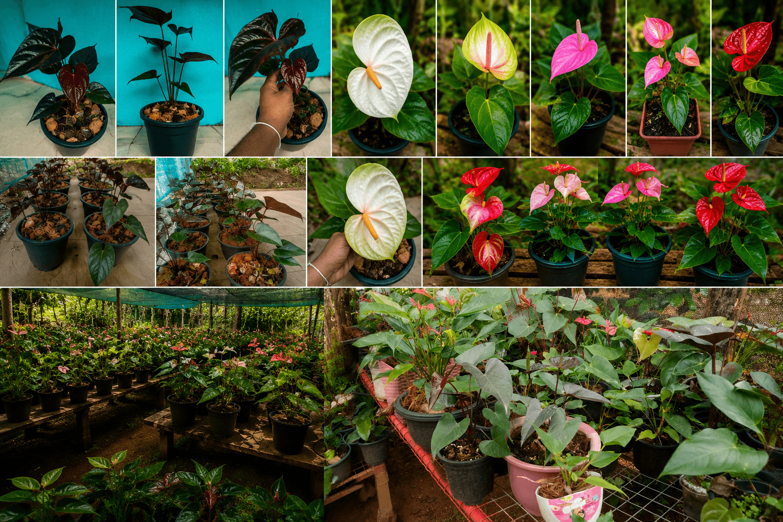 Anthurium Gallery